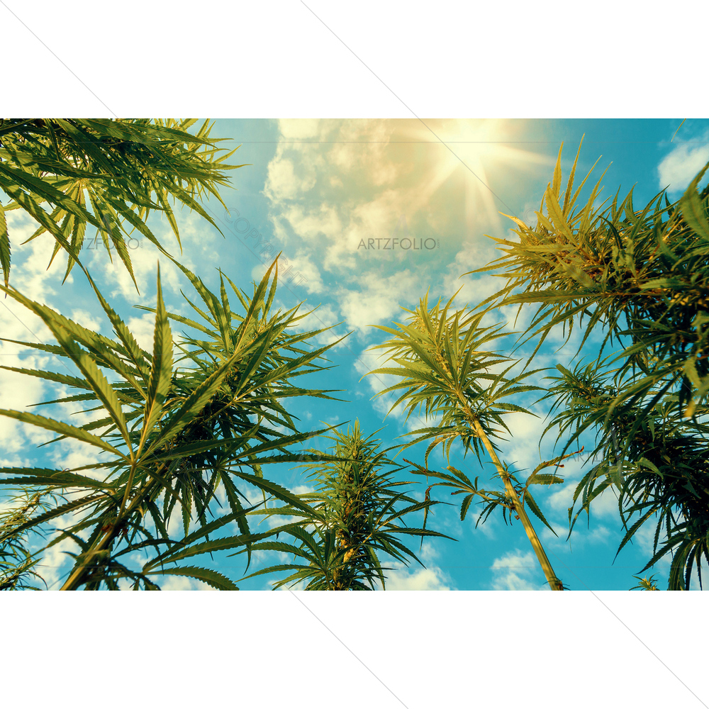 Cannabis Plants on Field — custom-size art design 5013840