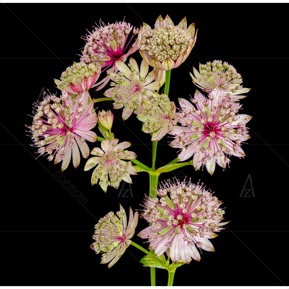 Still Life Astrantia Blossom — Devotional custom art by ArtzFolio