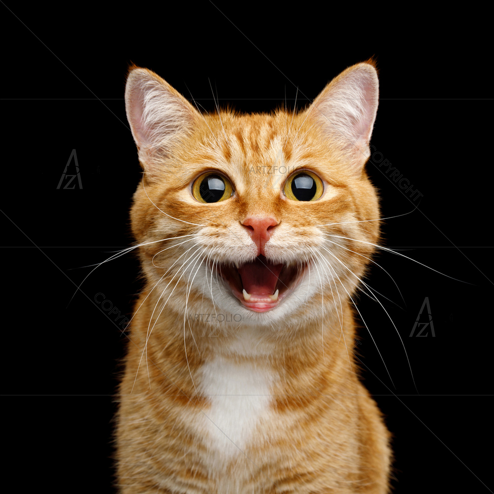 Ginger Cat — custom-size art design 5013859