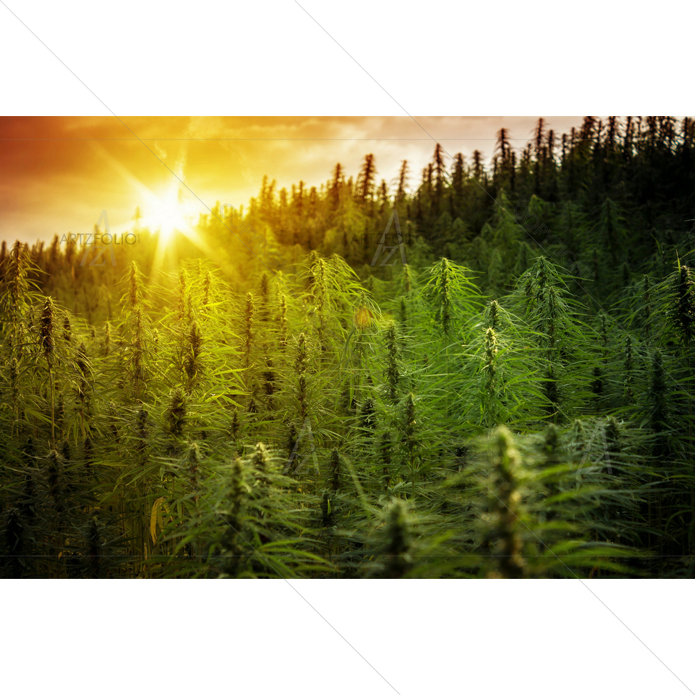 Cannabis Field — Culture custom art by ArtzFolio