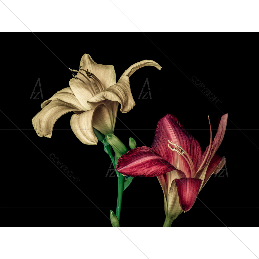 Still Life Day Lily Blossom — custom-size art design 5013877