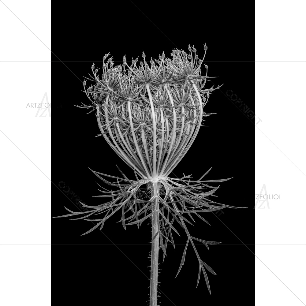 Still Life Bird's Nest Blossom — Devotional custom art by ArtzFolio