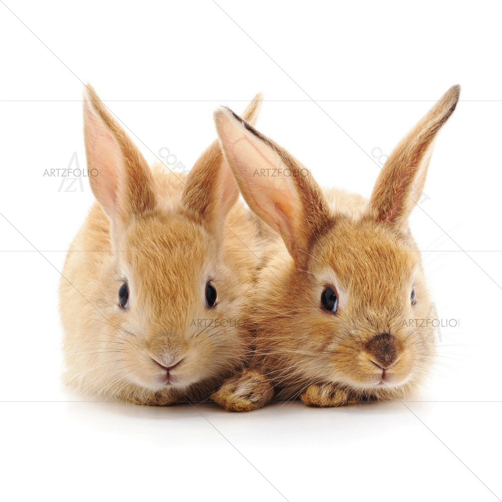 Two Rabbits — Animals custom art by ArtzFolio
