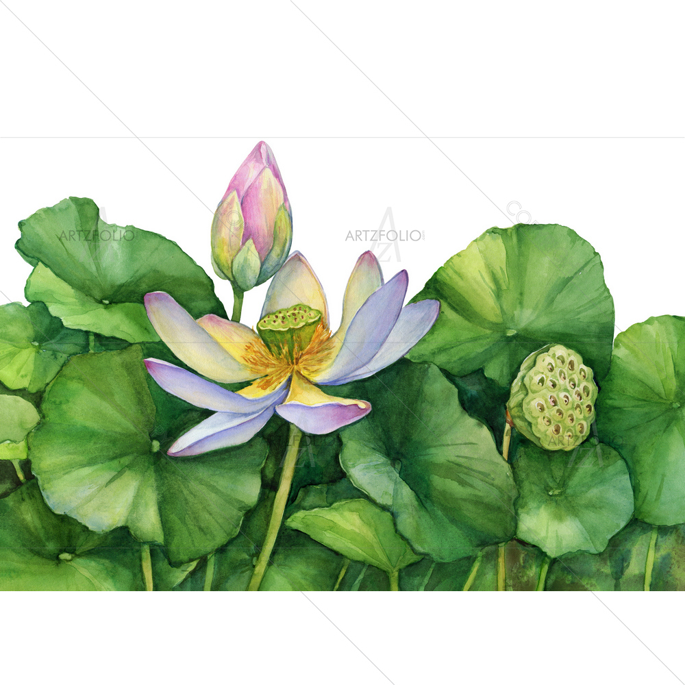 Indian Sacred Lotus Flower with Leaves, Bud — custom-size art design 5013918