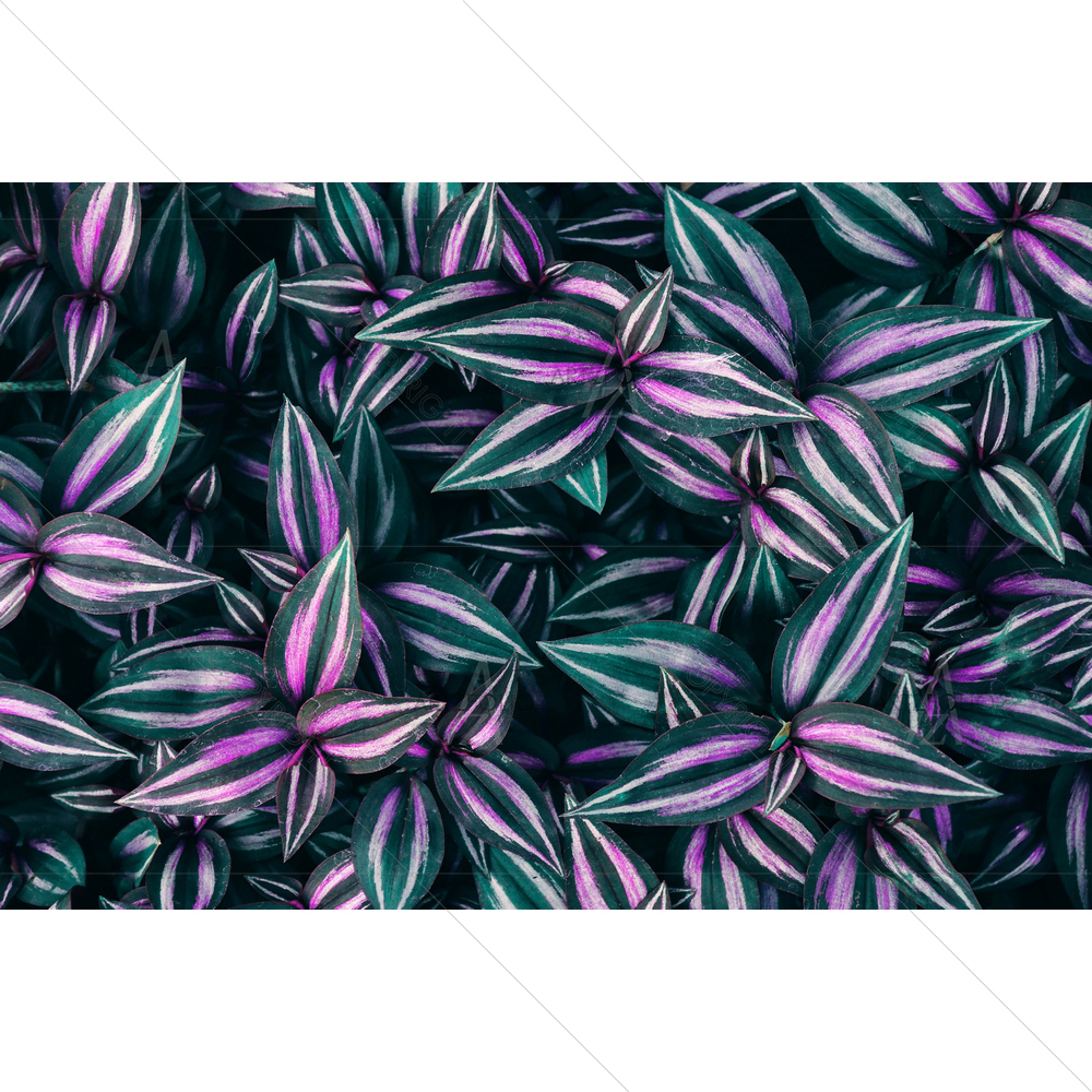 Green Purple Tropical Leaves — custom-size art design 5013926