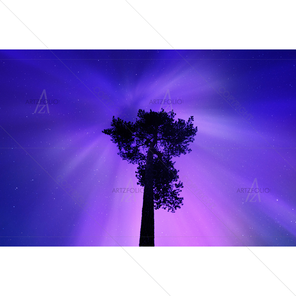 Aurora Borealis Corona above Old Pine Tree, Northern Finland — custom-size art design 5013951