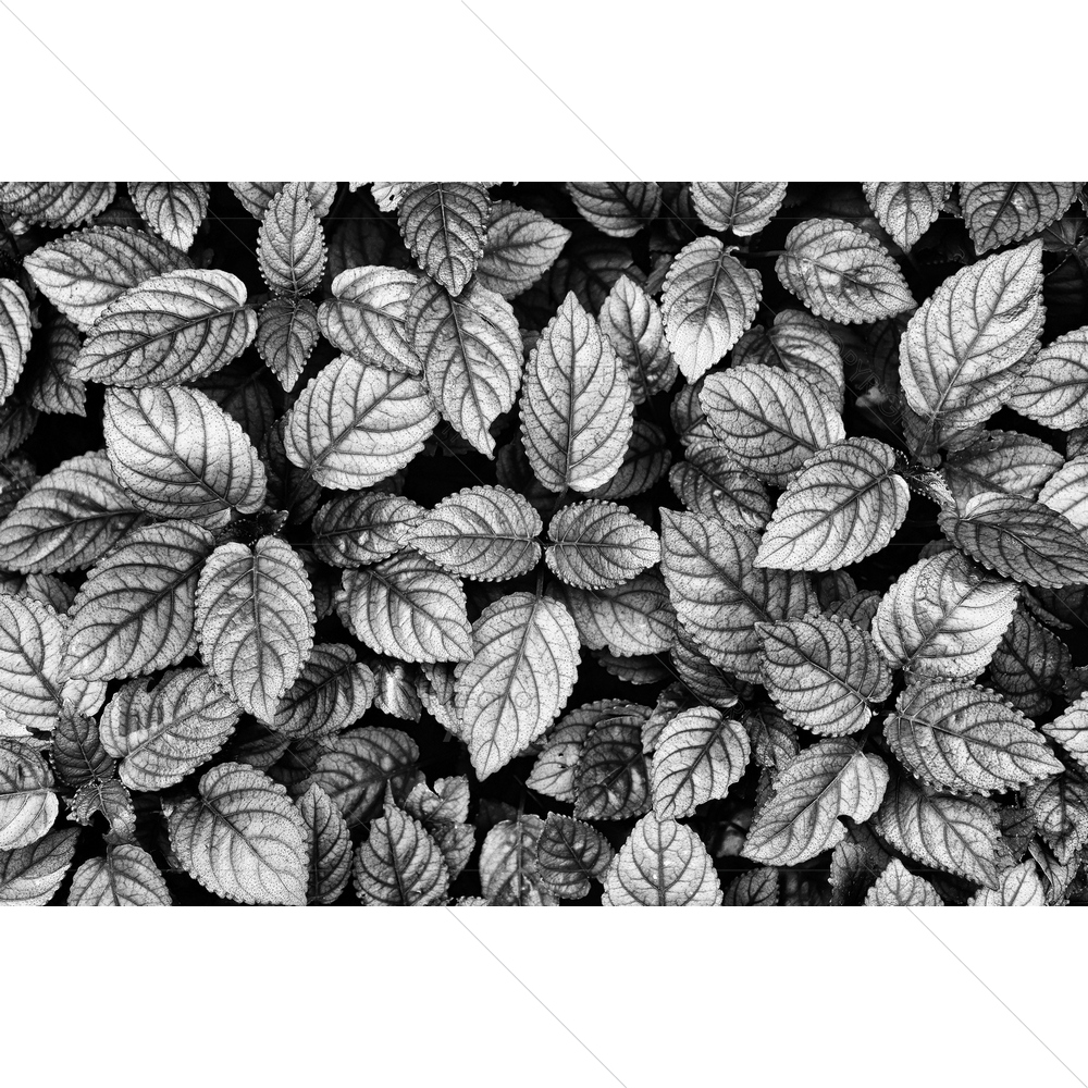Black & White Tropical Leaves — custom-size art design 5013965