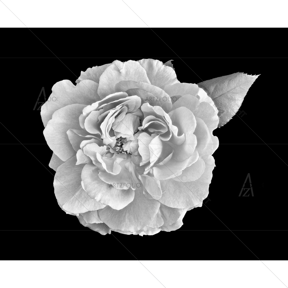 Monochrome Still Life Rose Blossom D1 — custom-size art design 5014030
