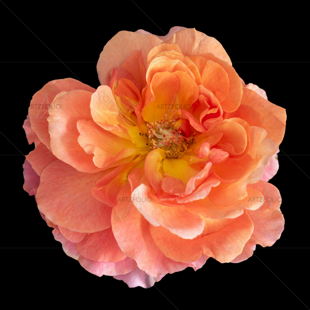Still Life Rose Blossom D1 — custom-size art design 5014031