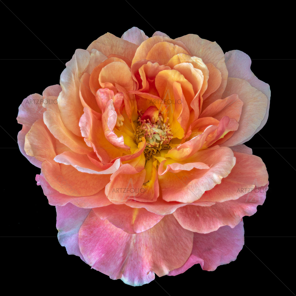 Still Life Rose Blossom D2 — custom-size art design 5014042