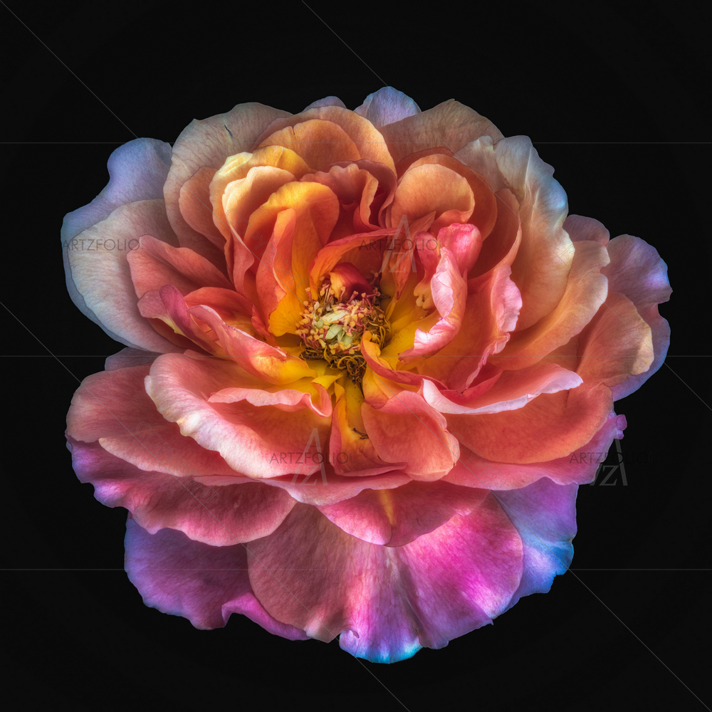 Still Life Macro Flower D2 — custom-size art design 5014043