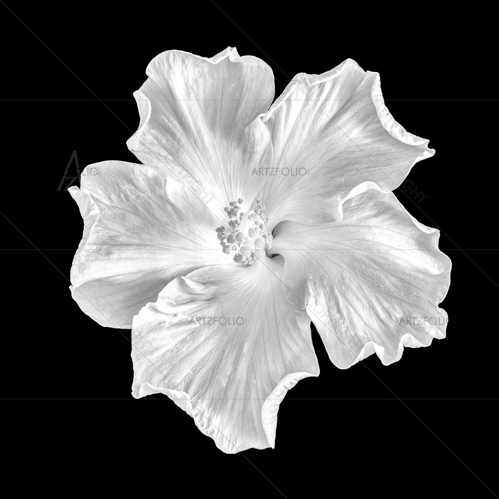 Still Life Hibiscus Blossom D2 — custom-size art design 5014066