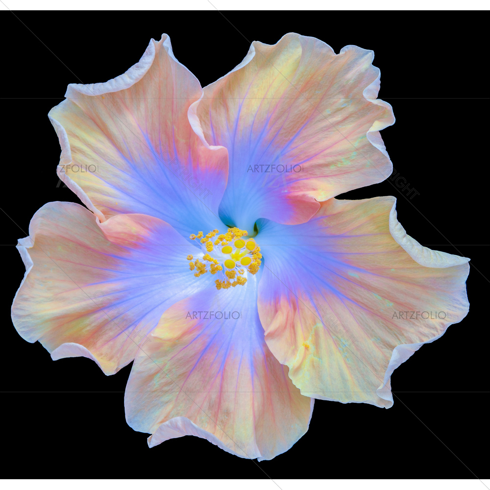Still Life Yellow Blue Hibiscus Blossom — custom-size art design 5014067