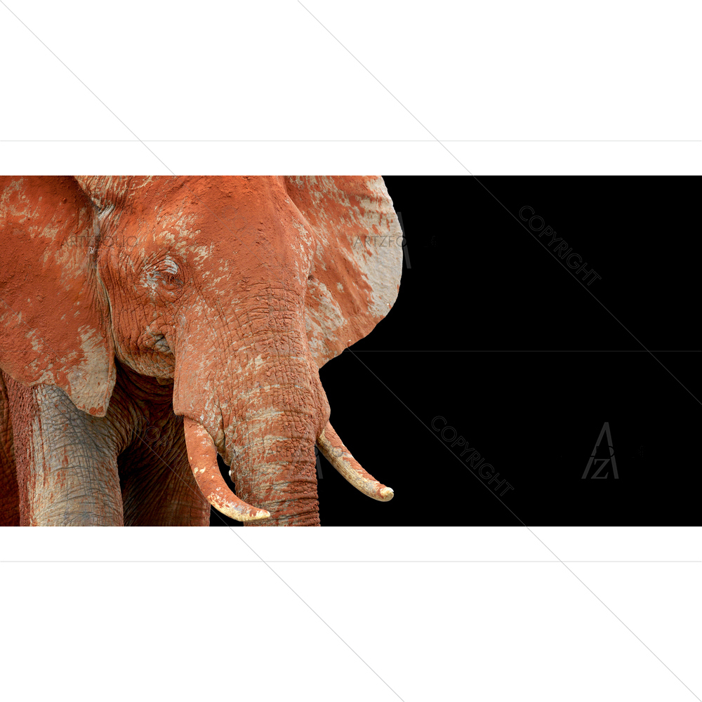 Elephant on Savannah, Africa — custom-size art design 5014077