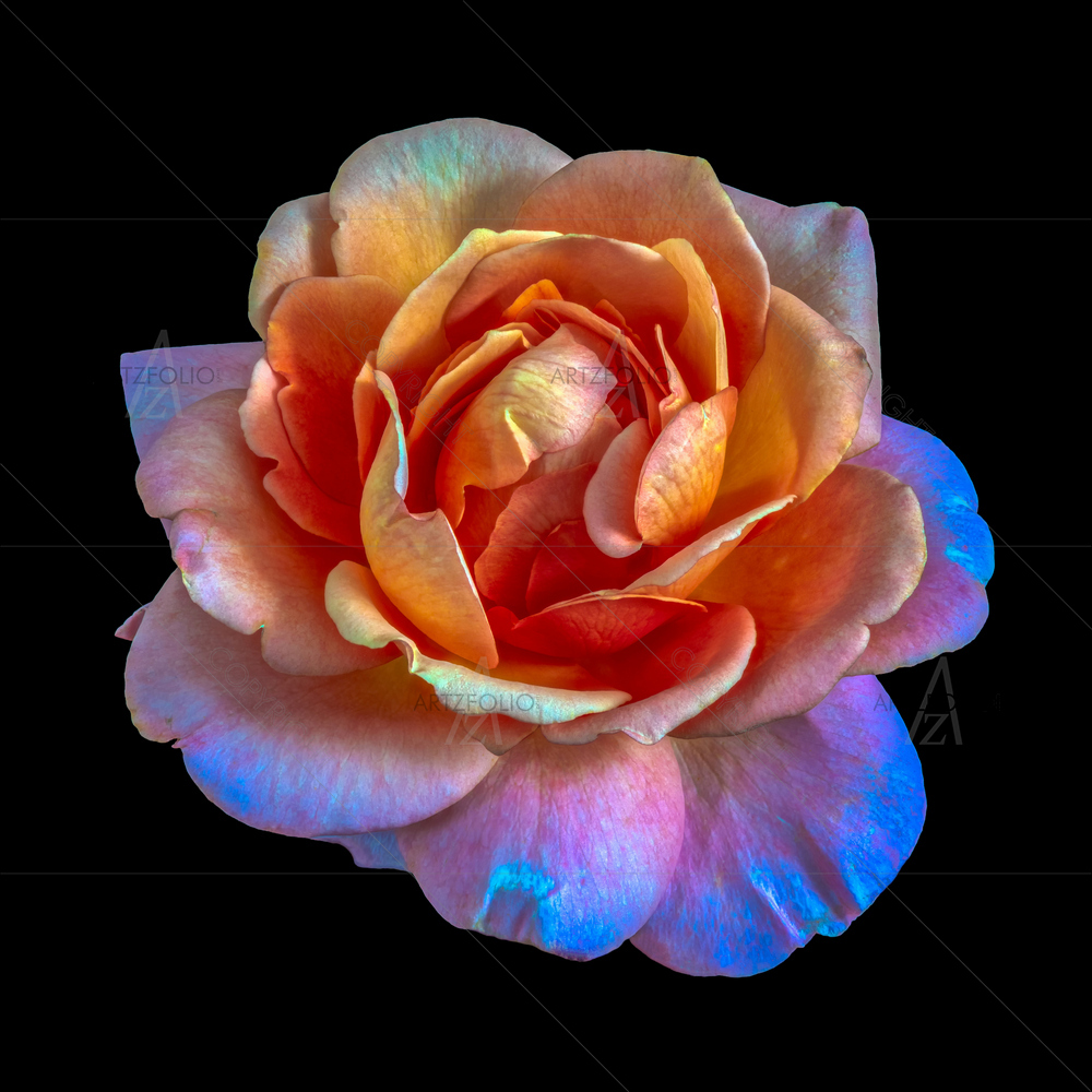 Still Life Colored Rose Blossom — custom-size art design 5014081