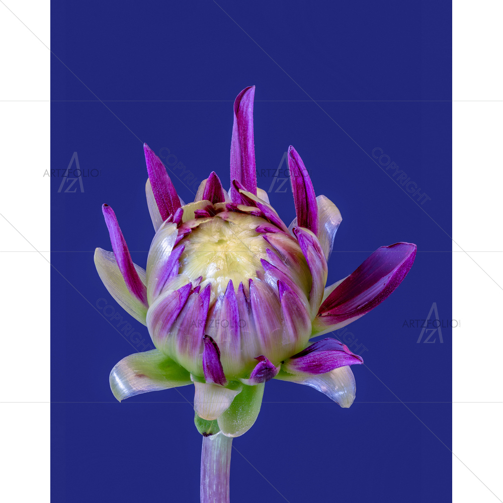 Still Life Dahlia Blossom — custom-size art design 5014096