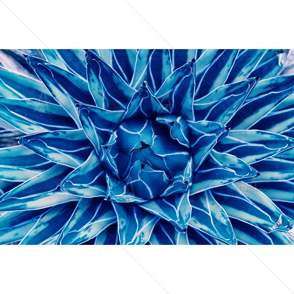 Agave Cactus D2 — custom-size art design 5014109