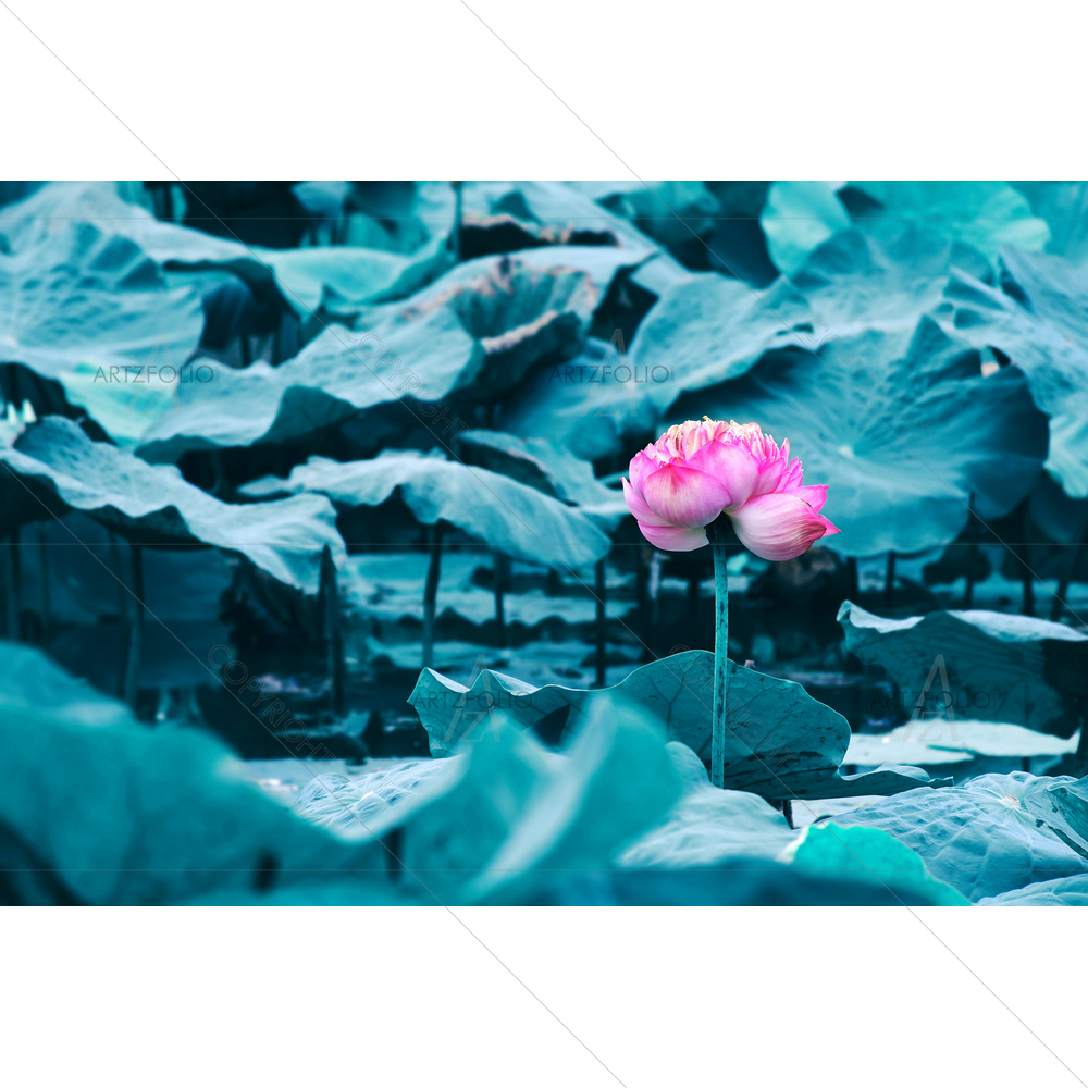 Lotus Water Lily Blooming on Pond — custom-size art design 5014166