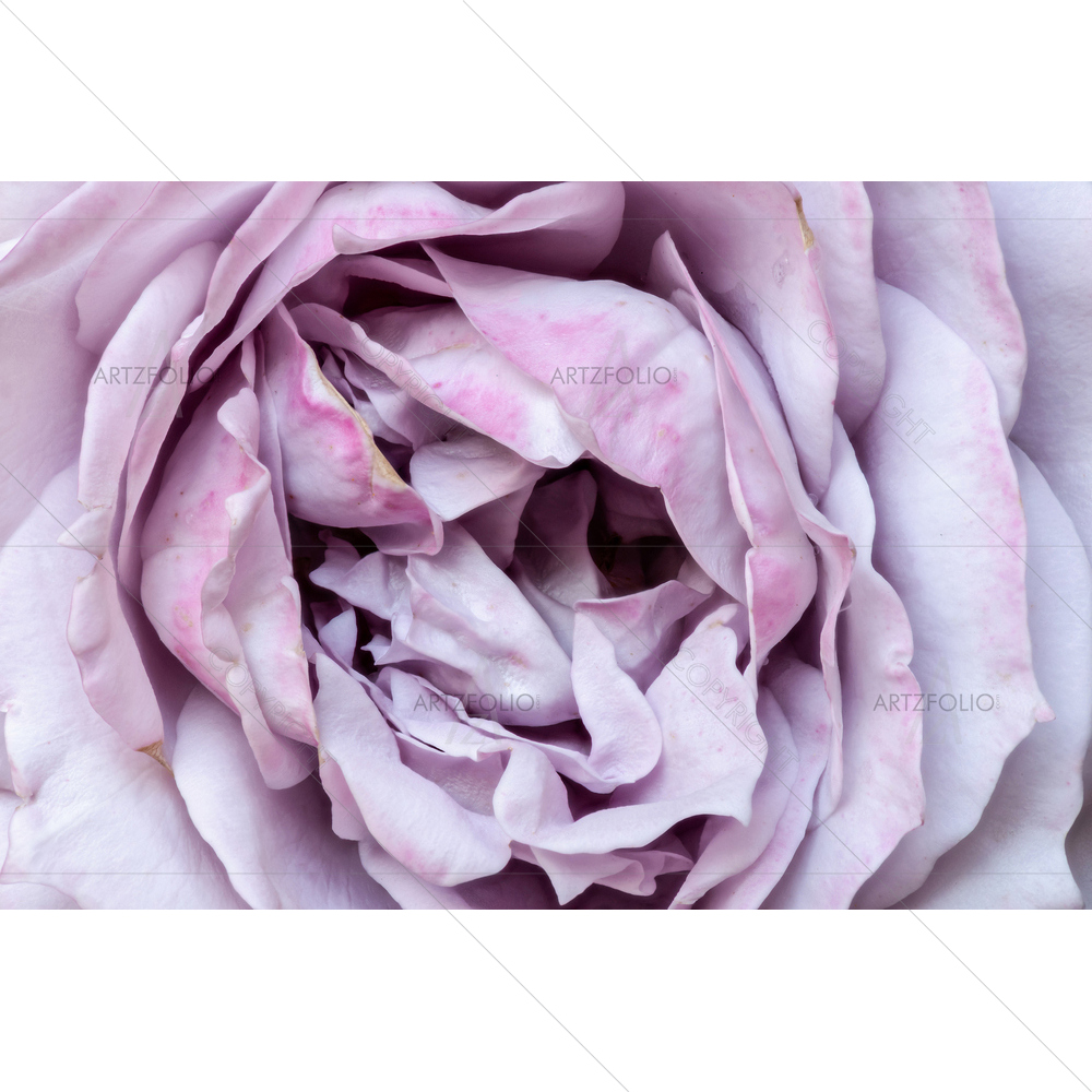 Still Life Rose Blossom D3 — Devotional custom art by ArtzFolio