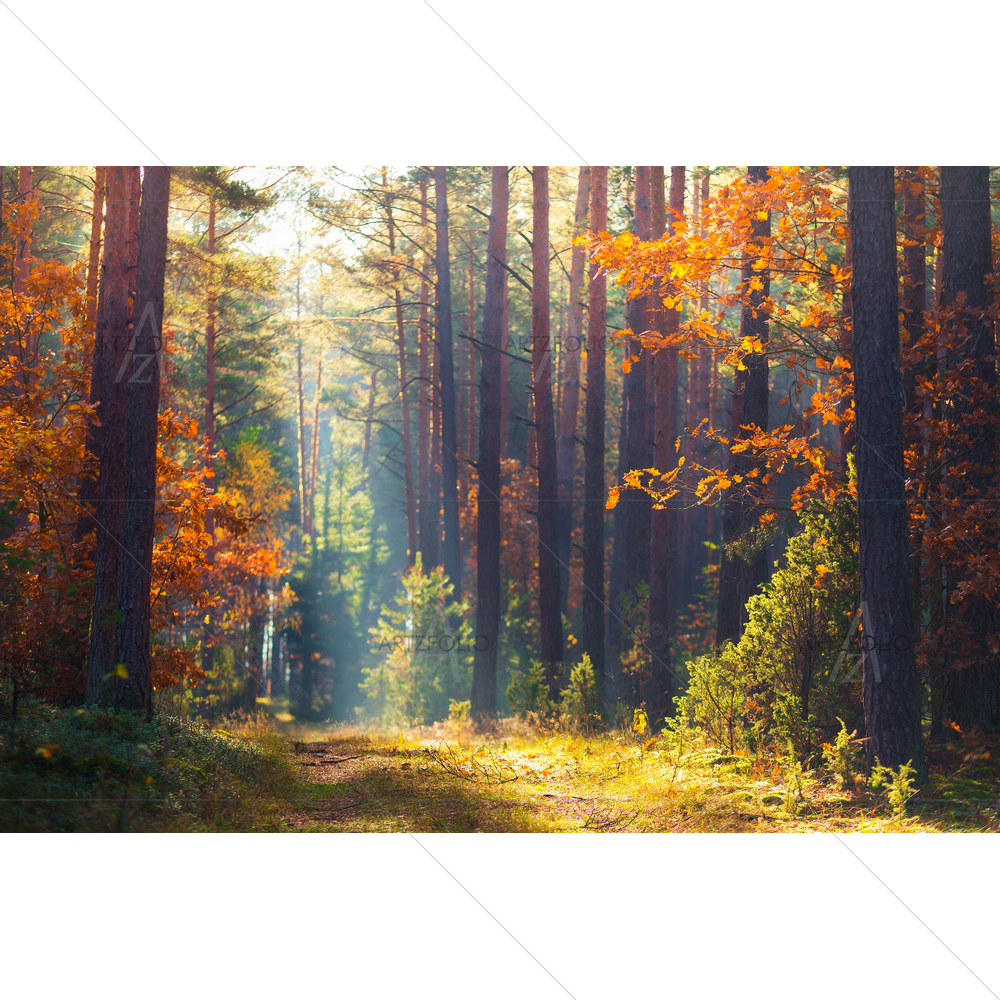 Warm Autumn Forest — custom-size art design 5014210