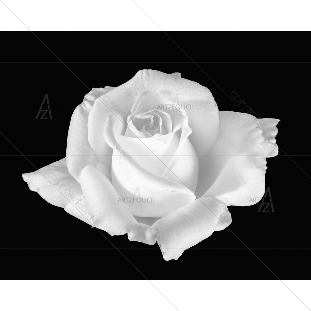 Still Life Black & White Rose Blossom — custom-size art design 5014219