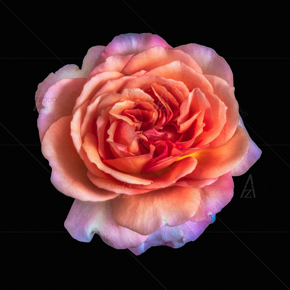 Still Life Rose Blossom D4 — custom-size art design 5014225