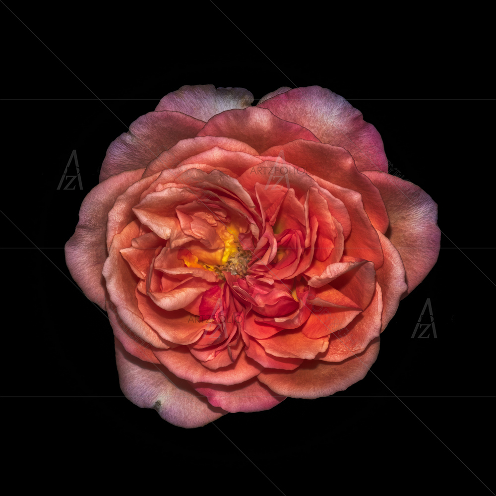 Still Life Rose Blossom D5 — custom-size art design 5014236