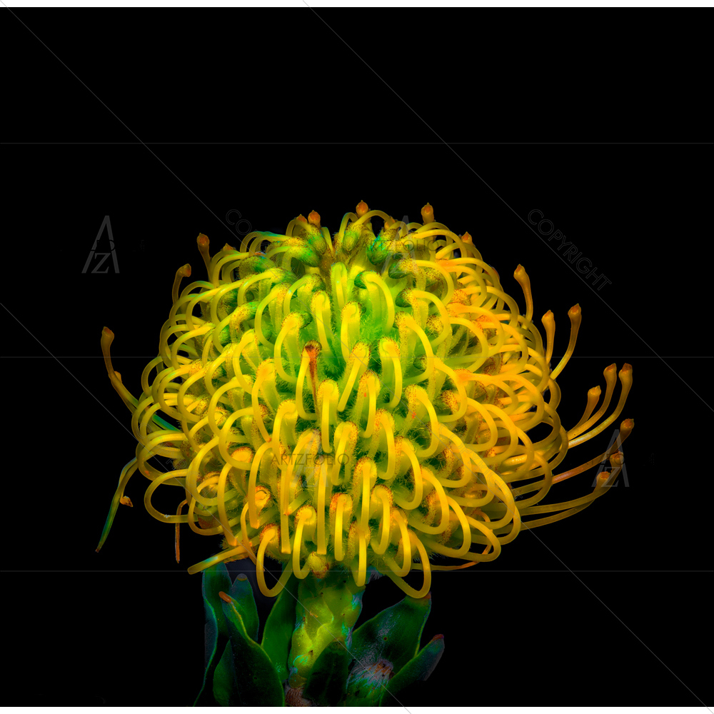 Still Life Protea Blossom — Devotional custom art by ArtzFolio