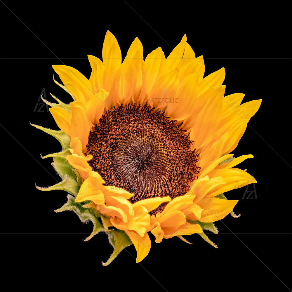 Yellow Sunflower Blossom — custom-size art design 5014250