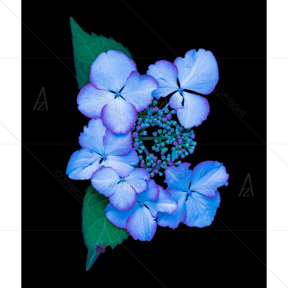 Still Life Hydrangea Blossom — Devotional custom art by ArtzFolio
