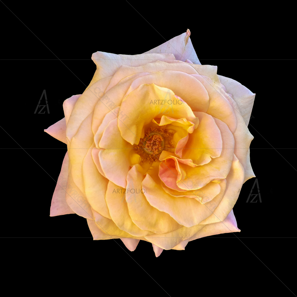 Still Life Rose Blossom D6 — Devotional custom art by ArtzFolio