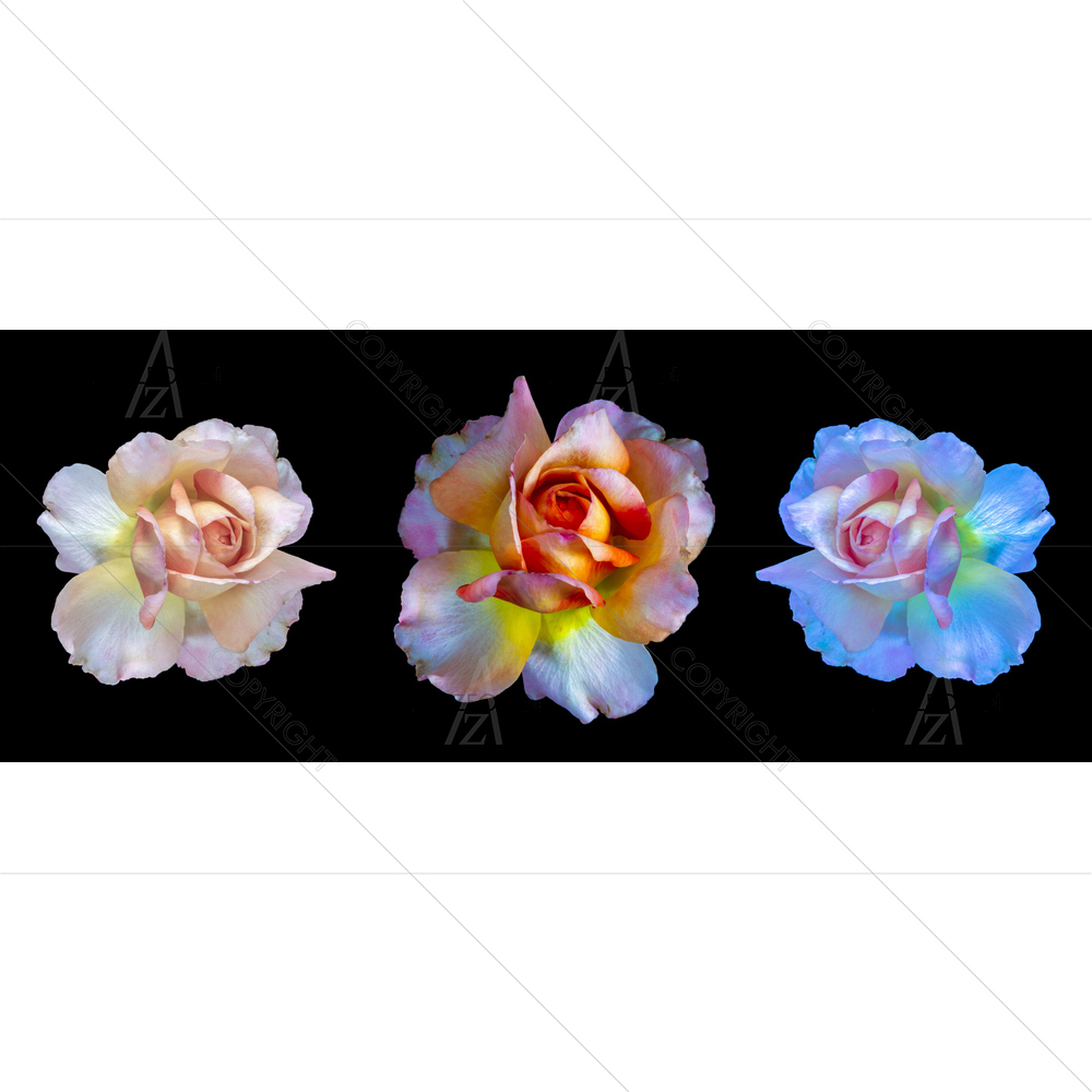 Still Life Rose Blossoms D2 — custom-size art design 5014285