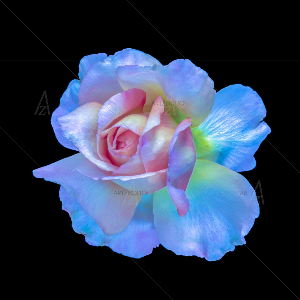 Still Life Rose Blossom D7 — custom-size art design 5014286