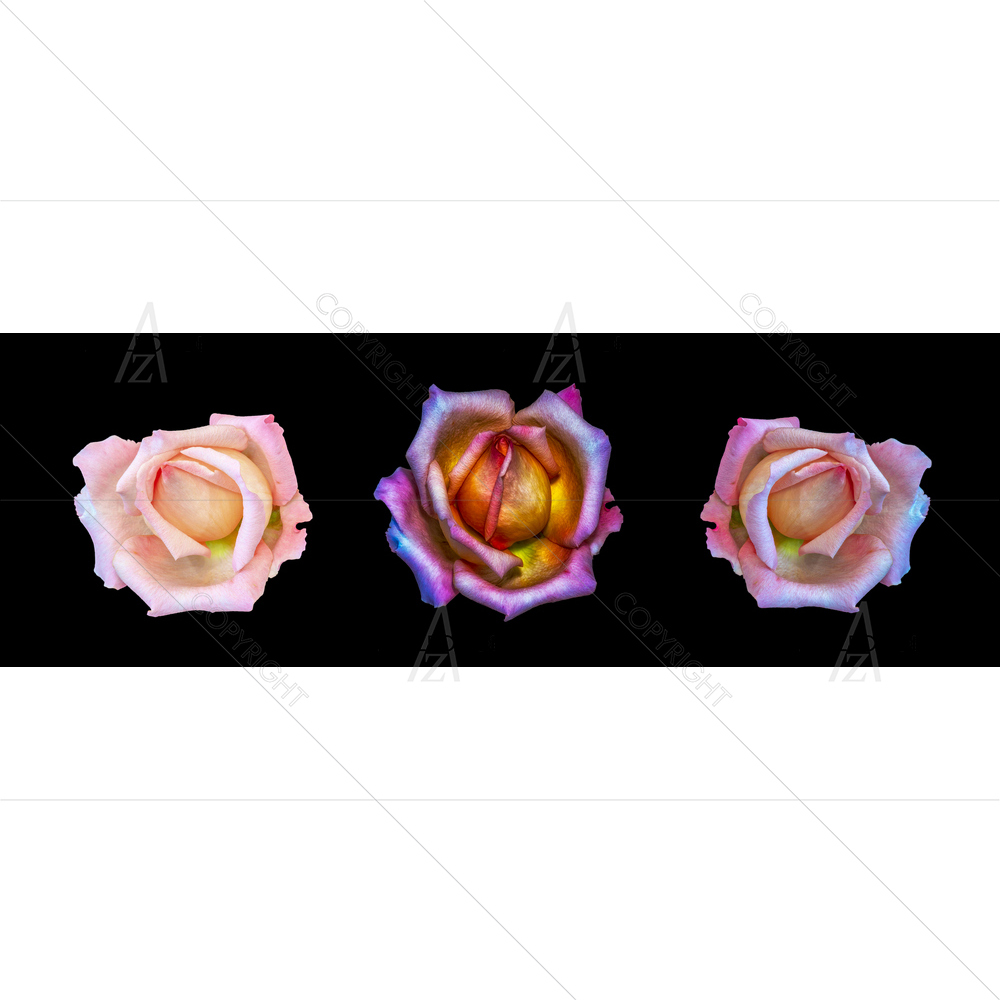Still Life Three Roses D1 — Botanical custom art by ArtzFolio
