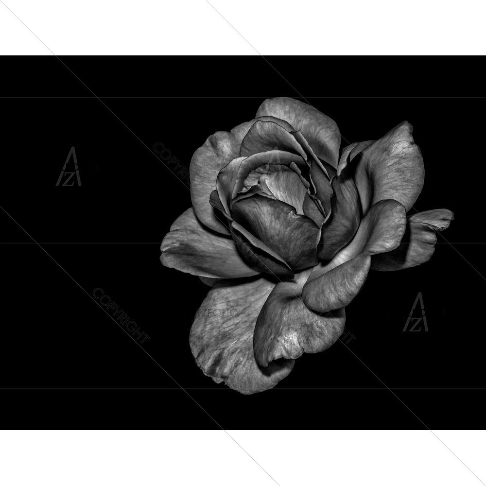 Still Life Rose Blossom D8 — Devotional custom art by ArtzFolio