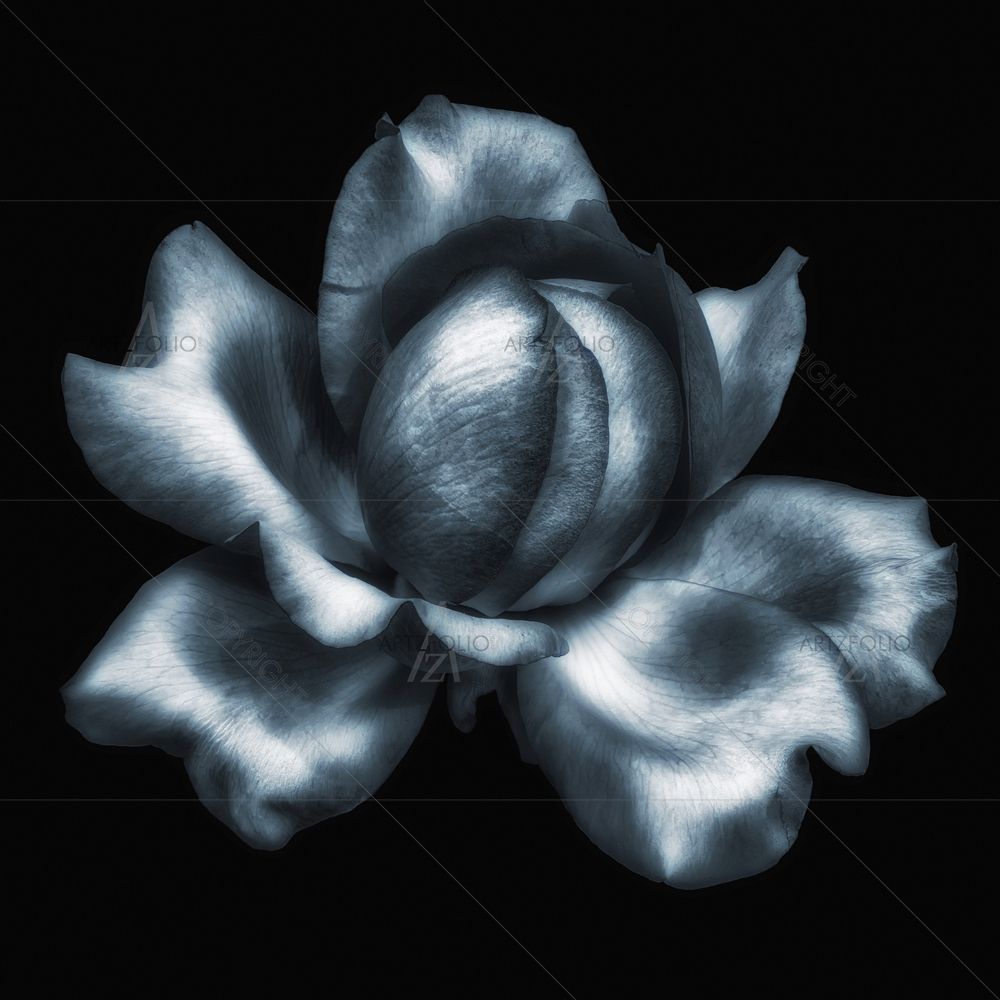 Still Life Rose Blossom D9 — Devotional custom art by ArtzFolio