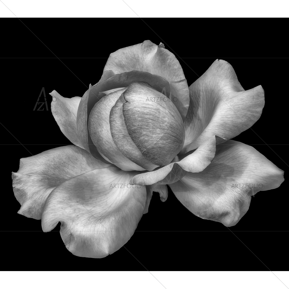 Monochrome Still Life Rose Blossom D2 — Devotional custom art by ArtzFolio