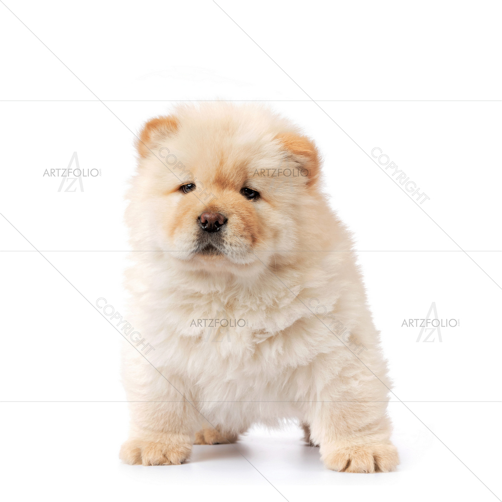 White Chow-Chow Puppy — Animals custom art by ArtzFolio