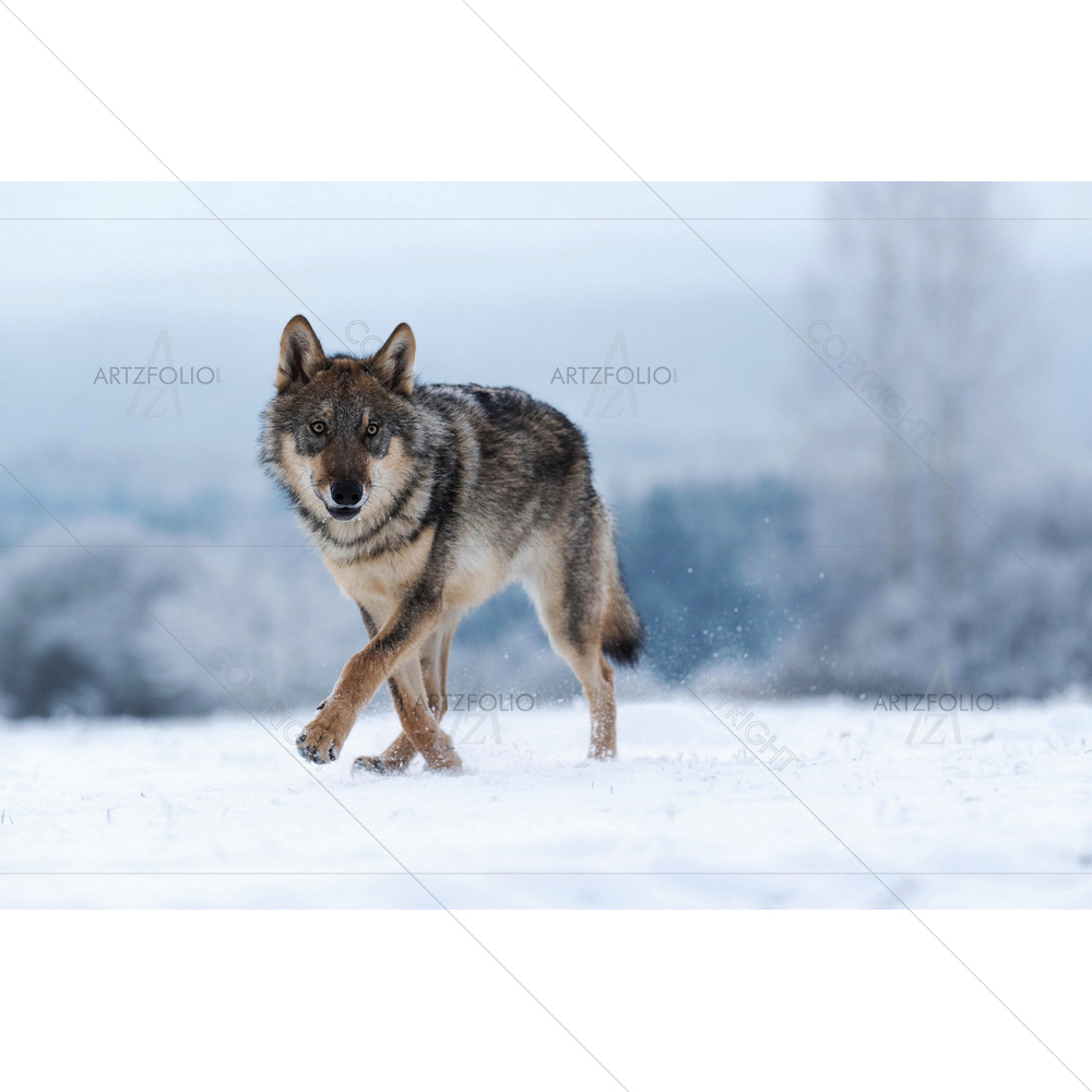 Wolf in Winter Snow — custom-size art design 5014332