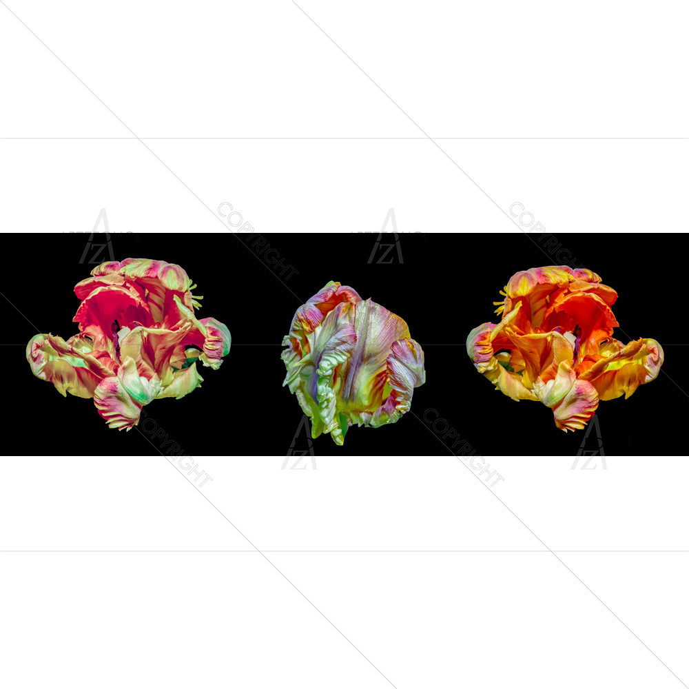 Still Life Colorful Parrot Tulips — custom-size art design 5014342