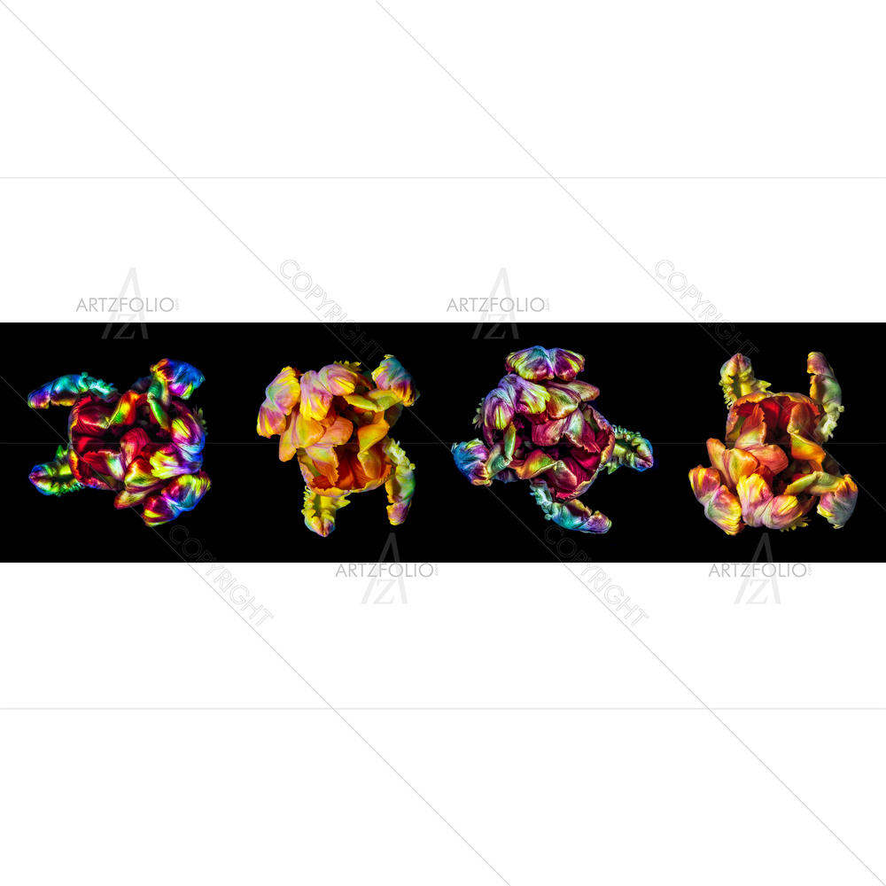 Four Isolated Parrot Tulips — Botanical custom art by ArtzFolio