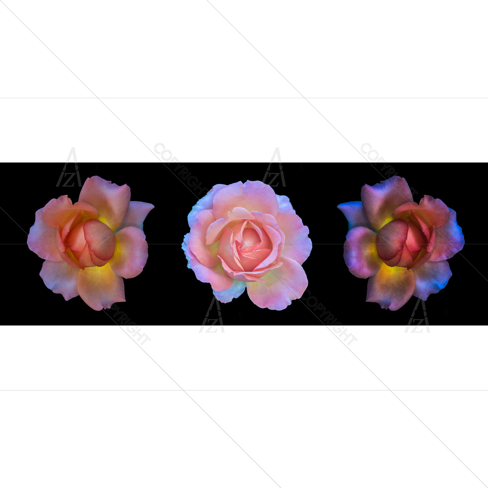 Still Life Three Roses D2 — custom-size art design 5014352