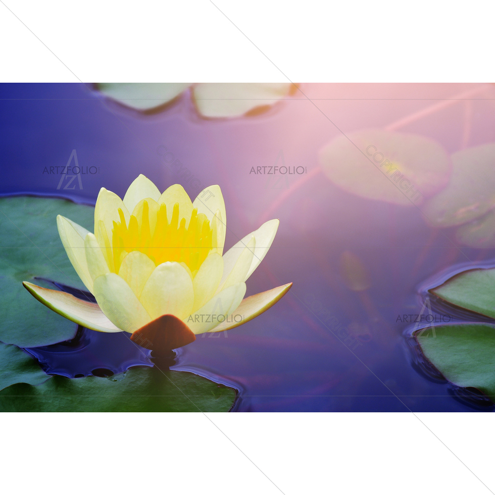 Yellow Lotus Water Lily — custom-size art design 5014367