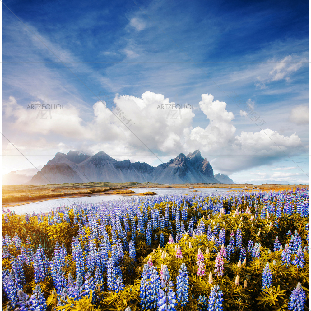 Lupine Flowers, Iceland, Europe — Botanical custom art by ArtzFolio