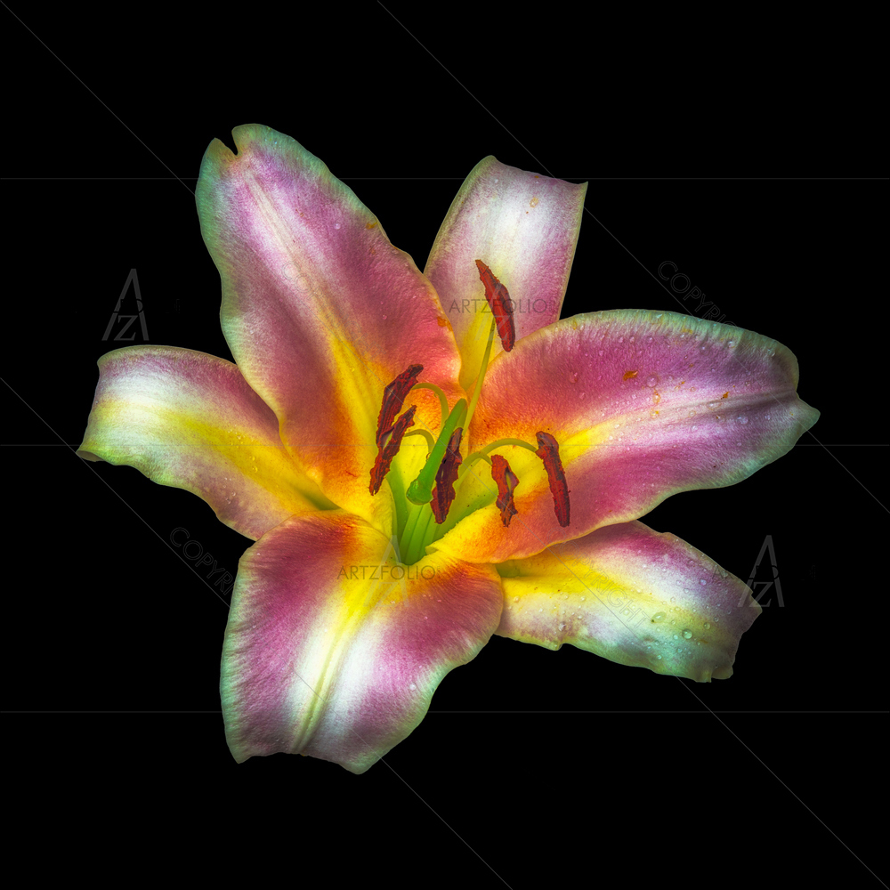 Still Life Yellow Pink Lily — custom-size art design 5014370