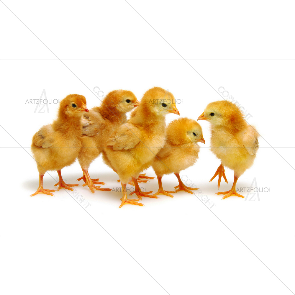 Little Newborn Chickens — Animals custom art by ArtzFolio