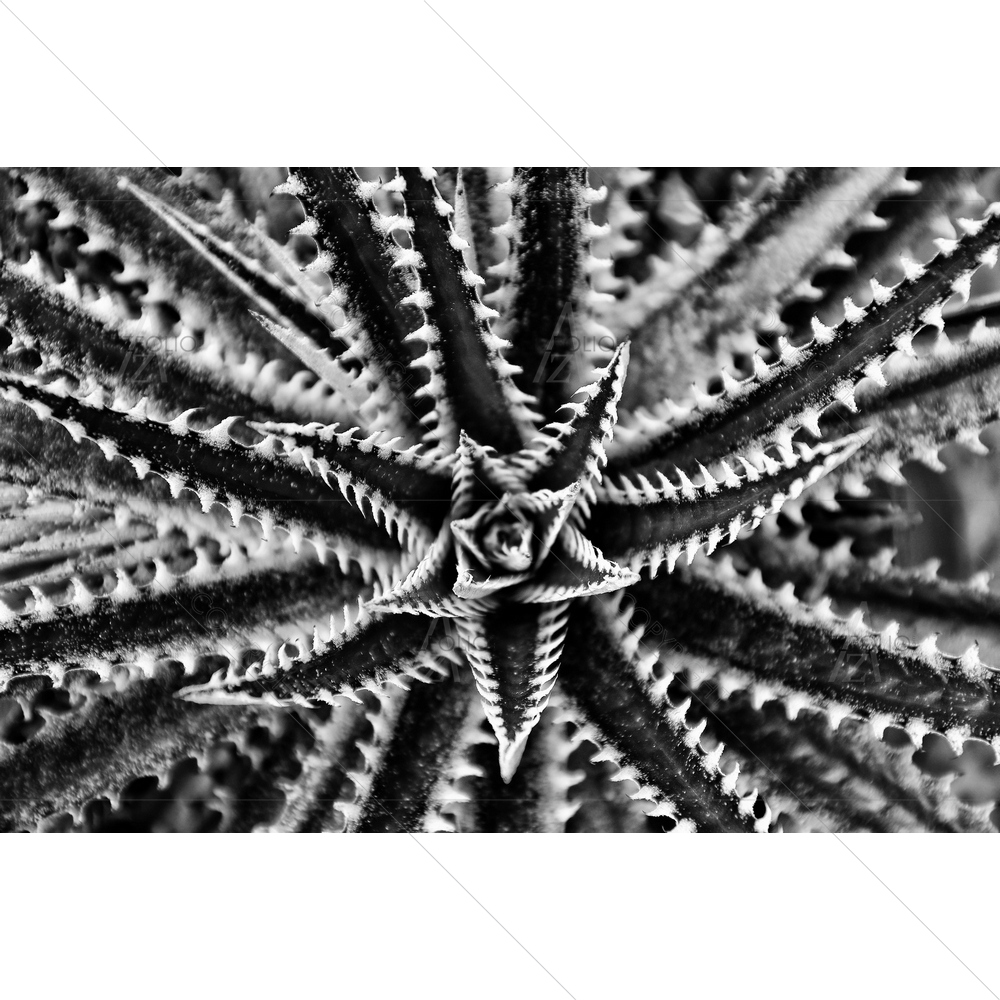 Black White Thorn Cactus — custom-size art design 5014393