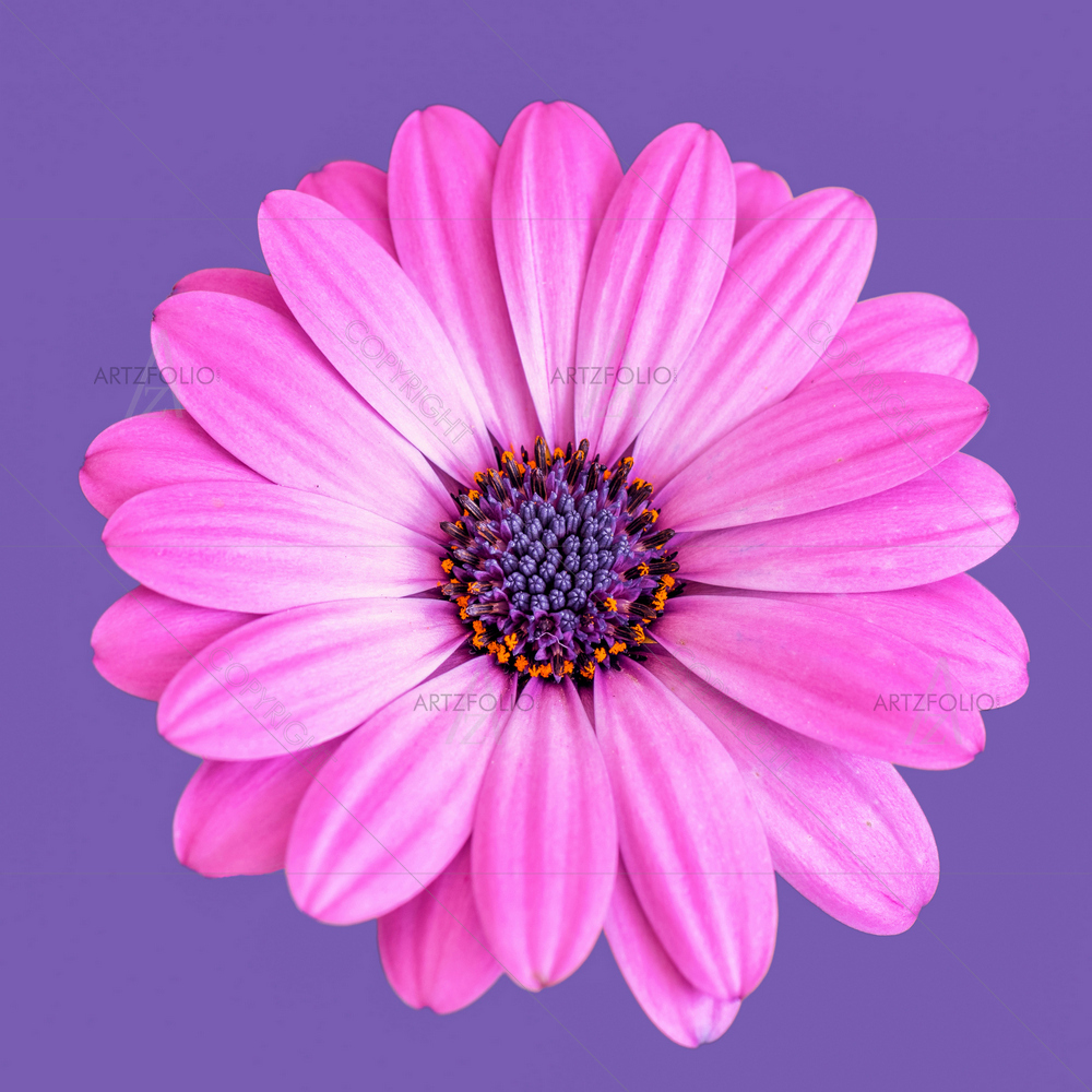 Still Life African Daisy Marguerite — custom-size art design 5014395
