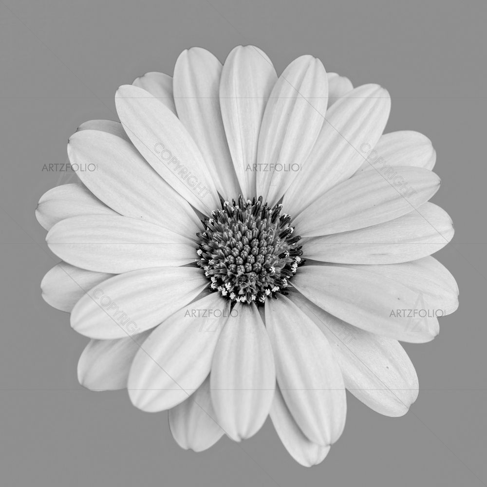 Still Life African Cape Daisy D1 — Botanical custom art by ArtzFolio