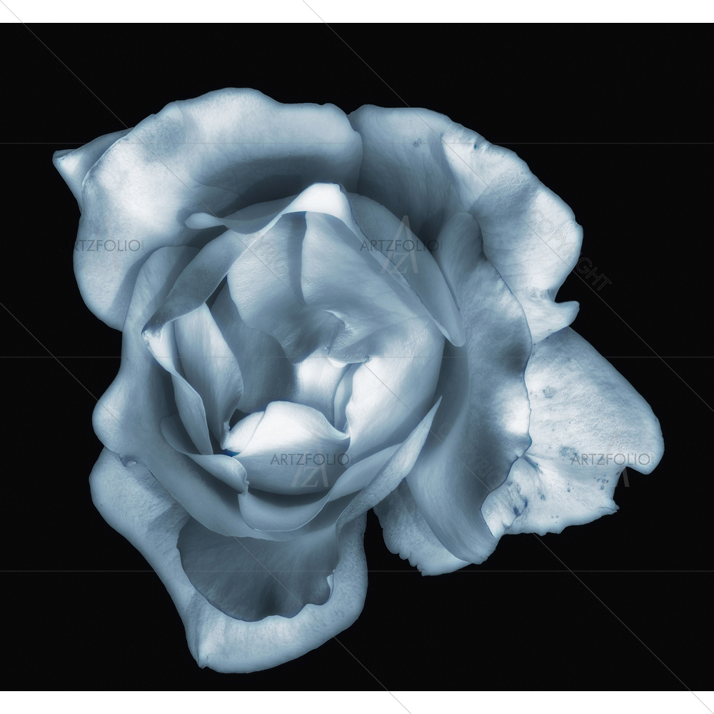 Still Life Black & White Rose D1 — custom-size art design 5014427